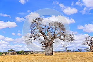 Baobab photo