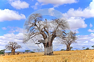 Baobab photo