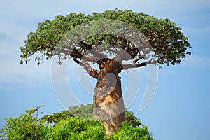 Baobab