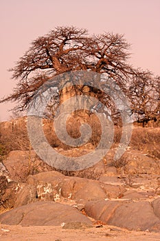 Baobab