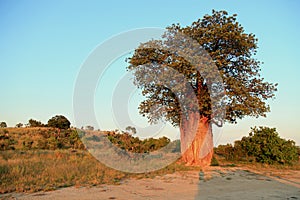 Baobab