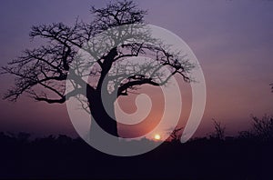 Baobab, Adansonia digitata