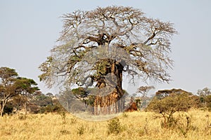 Baobab (Adansonia digitata) photo