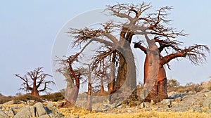 Baobab, Makgadikgadi Pans National Park, Botswana