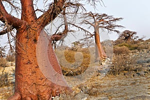 Baobab, Makgadikgadi Pans National Park, Botswana