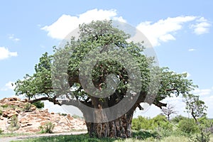 Baobab, Adansonia digitata at Mapungubwe National Park, Limpopo