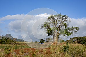 Baobab Adansonia digitata tree against blue cloudy sky