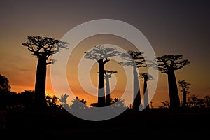 Baobab - Adansonia grandidieri