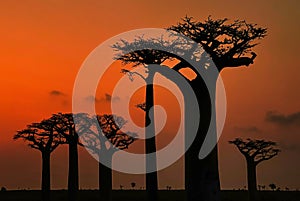 Baobab - Adansonia grandidieri