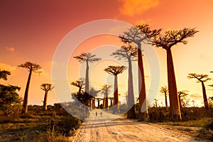 Baobab Alley Sunset photo