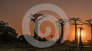 Baobab Alley at sunset. Silhouettes of tall trees with compact crowns