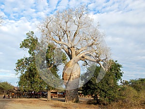 Baobab Amoureux - Two Adansonia trees twisted together, Madagascar photo