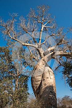 Baobab Amoureux, two baobabs in love, Madagascar photo