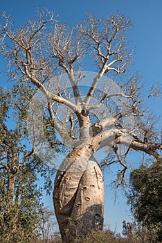 Baobab Amoureux, two baobabs in love, Madagascar photo