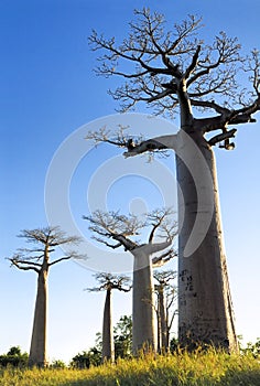 Baobab avenue