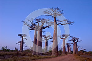 Baobab Avenue photo