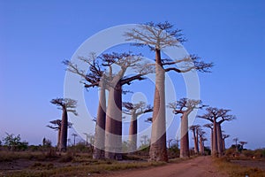 Baobab Avenue