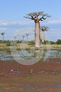 Baobab avenue, menabe