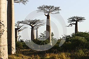 Baobab avenue, menabe