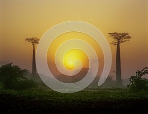 Baobab Avenue - Morondava - Madagascar photo