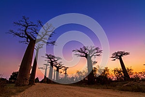 Baobab avenue twilight