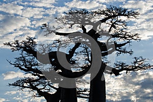 Baobab on background blue sky. Madagascar.