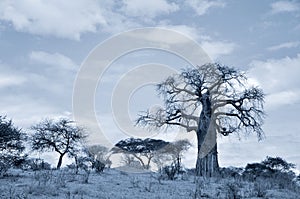 Baobab or boab, boaboa, bottle tree, upside-down tree,