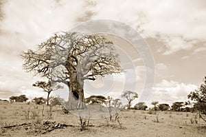 Baobab or boab, boaboa, bottle tree, upside-down tree, and monkey bread tree
