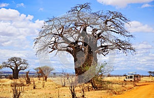 Baobab photo