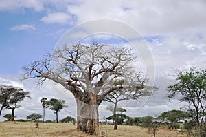 Baobab photo