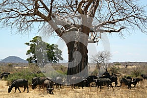 Baobab Buffaloes photo