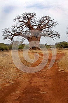 Baobab in Bushveld