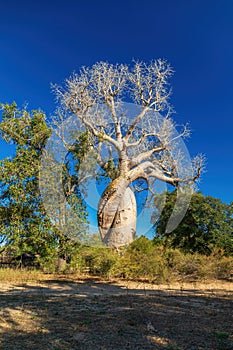 Baobab called the baobab of lovers or baobabs amoureux in french. photo