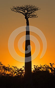 Baobab at dawn. Madagascar.