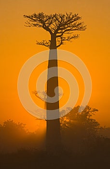 Baobab at dawn. Madagascar.