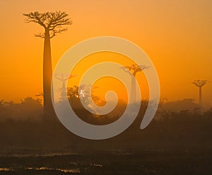 Baobab at dawn. Madagascar.