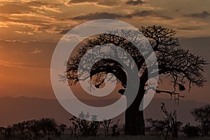 Baobab disambiguation tree silhouette at sunset photo