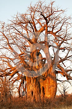 Baobab in the evening