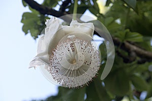 Baobab Flower showing stamens and pistil detail