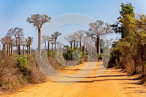Baobab forest on the road from Morondava to Belo Sur Tsiribihina. Madagascar landscape