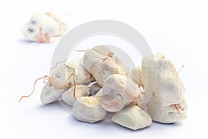 Baobab fruit Adansonia digitata on white background