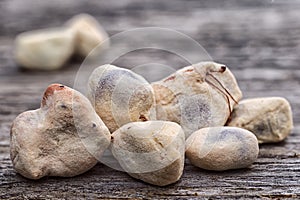 Baobab fruit Adansonia digitata on white background, pulp and