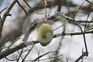 Baobab Fruit Hanging on the Tree