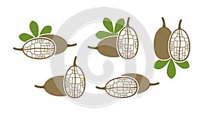 Baobab fruit logo. Isolated baobab fruit on white background