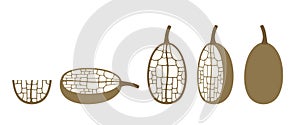 Baobab fruit logo. Isolated baobab fruit on white background