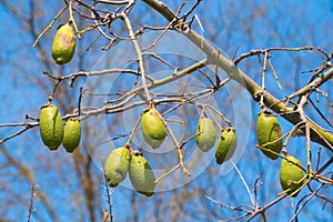 Baobab fruits on the branches