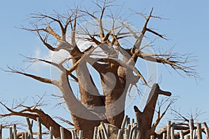 Baobab