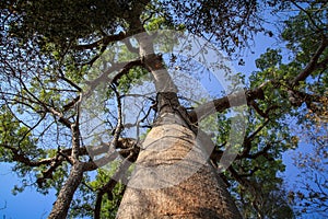 Baobab, Kirindy forest, Morondava, Menabe Region, Madagascar