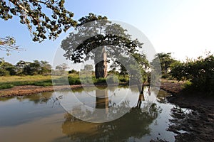 Baobab- Kissama National Park Angola