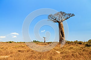 Baobab landscape